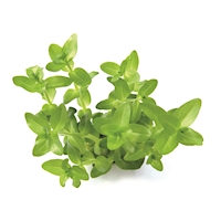 622  B10 Bacopa caroliniana
