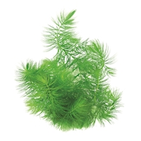 764 C40 Ceratophyllum demer