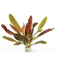 Echinodorus _Red Cham_leon_