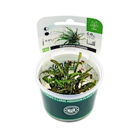 cryptocoryne-crispatula-dennerle-plant-it-in-vitro