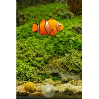 6533247_Clown_fish_internet