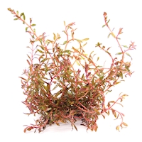 Rotala spec. ´H´Ra´