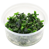 bucephalandra-pygmaea-bukit-kelam-sintang-in-vitro-xl