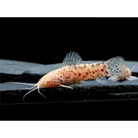 Pancéřníček kropenatý albín, 4 cm