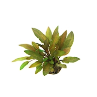 Cryptocoryne walkeri var. legroi  NEU!