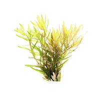 Rotala rotundifolia ´Laos´ NEU!