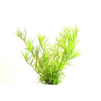 Rotala sp. ´Wayanad´ In-Vitro NEU!