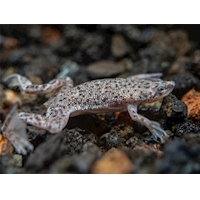 Drápatečka malá, 2 cm