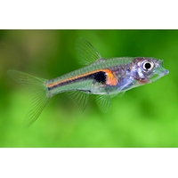 Rasbora Hengelova, 2,5 cm