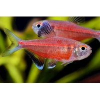 Tetra Laser Red