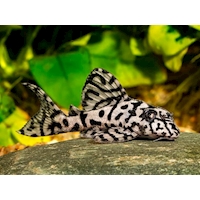 Cracked-Zebra-Pleco-Hypancistrus-sp.-L236