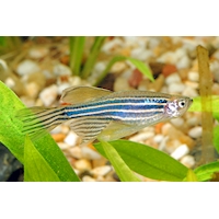 Danio pruhované závojové, 3 cm