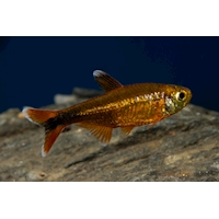 Tetra měděná, 2,5 cm