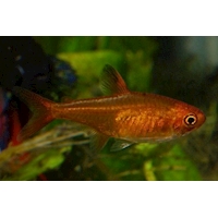 Tetra rudá, 2 cm