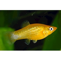 Živorodka Gold Molly, 4,5 cm