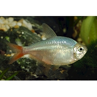 Tetra kolumbijská, 2,5 cm