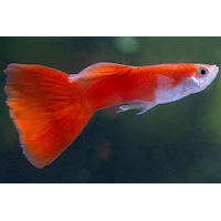 redguppy