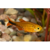 Tetra měděná L, 3 cm