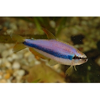 Tetra královská Super Blue, 2,5 cm