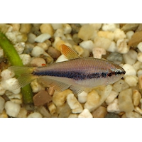 Tetra královská, 2,5 cm