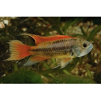 Cichlidka kakadu Orange, 3,5 cm