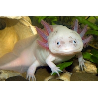 Axolotl mexický leucistický, 10 cm