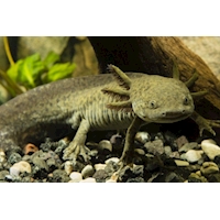 Axolotl mexický L, 10 cm