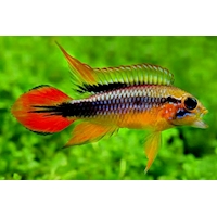 Cichlidka agassizova "Double Red", 3,5 cm