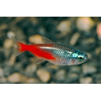 Tetra neonová - diamantová, 2,5 cm