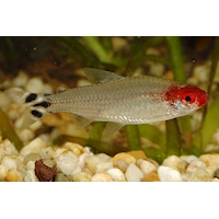 Tetra červenohlavá, 4 cm