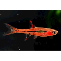 Rasbora bornejská, 1 cm