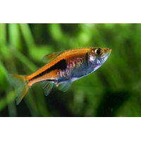 Rasbora Espeho, 2,5 cm