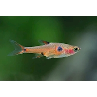 Rasbora trpasličí, 1,5 cm