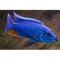 Tlamovec Sciaenochromis fryeri XL, 10 cm