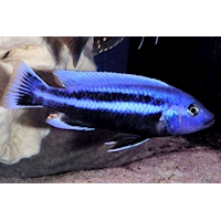 melanochromis