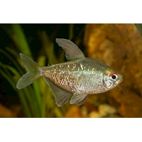 Tetra diamantová, 2,5 cm