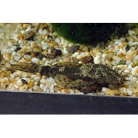 Ancistrus sp.XL, 7 cm