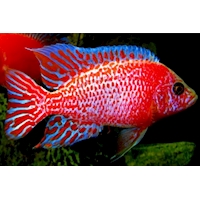 Tlamovec Aulonocara sp. Fire Fish, 7,5 cm