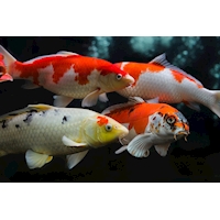 Koi kapr, 9-11cm