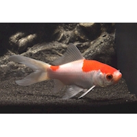 Karas zlatý sarasa, 6-8 cm