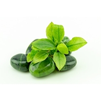 Anubias nana ´Jade´ NEU