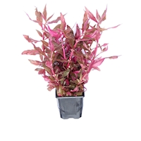 Alternanthera reineckii ´Red Ruby´  XXL NEU!