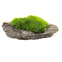 Aegagropila Auf Slate Rock