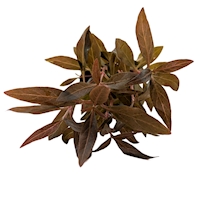 Alternanthera reineck. Mini