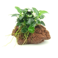Anubias ‘Bonsai’  Auf Stein