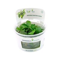 Anubias barteri nana cup