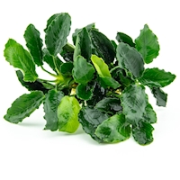 Anubias nana ´Mini Kirin´