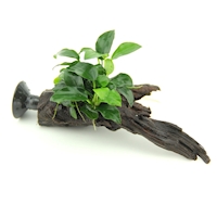 Anubias Bonsai auf Nanowood mit Sauger