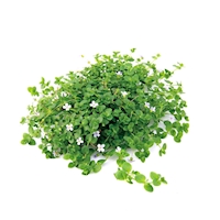 Bacopa australis