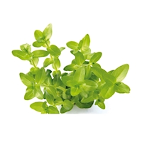 Bacopa caroliniana, emers